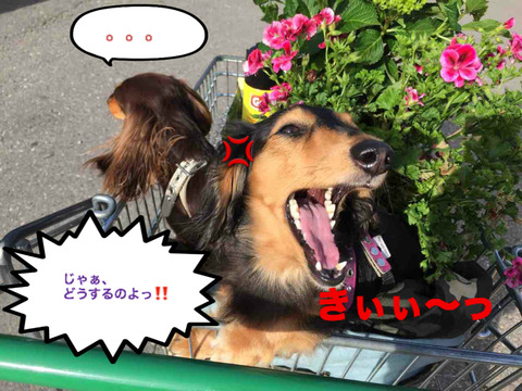 BlogPaint