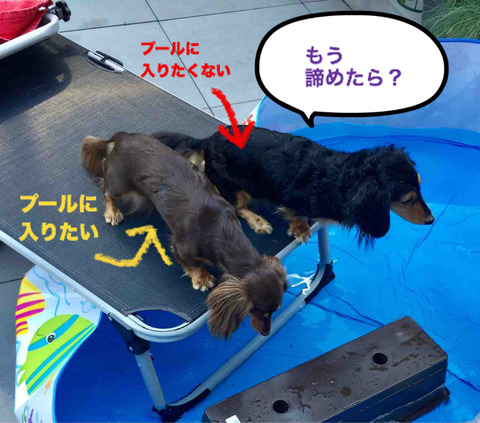 BlogPaint