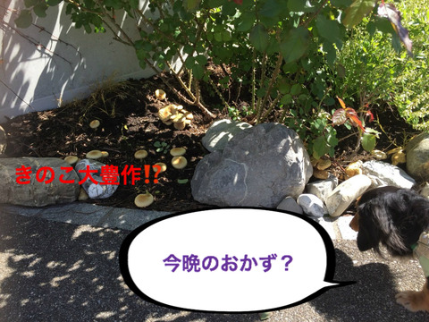 BlogPaint