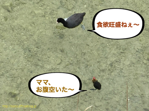 BlogPaint