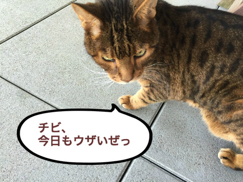 BlogPaint