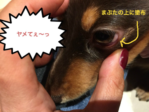 BlogPaint