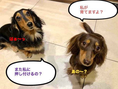 BlogPaint