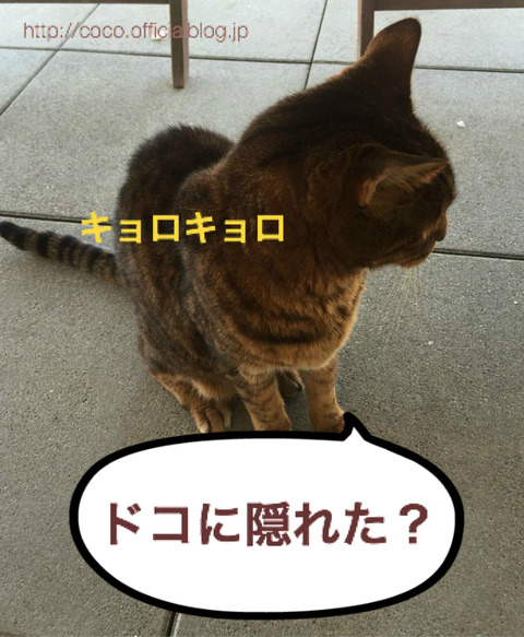 BlogPaint