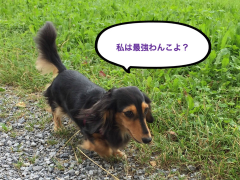 BlogPaint