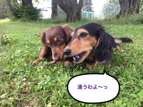 BlogPaint
