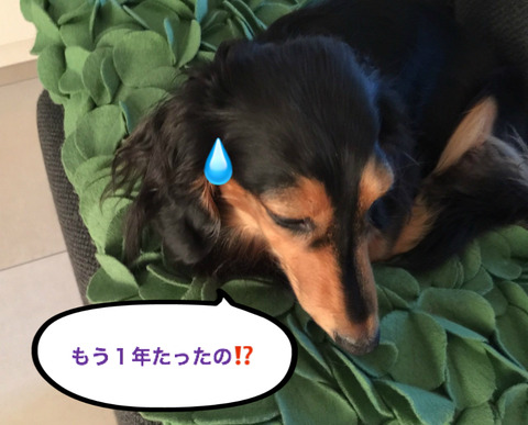 BlogPaint