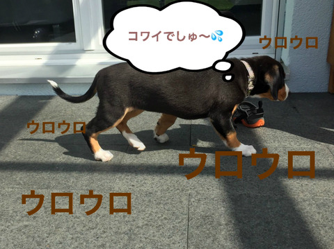 BlogPaint