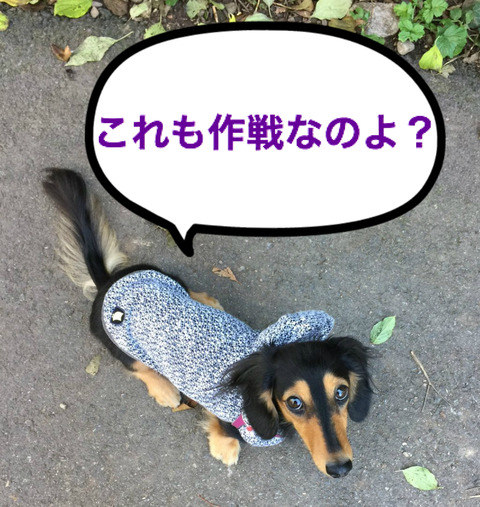 BlogPaint