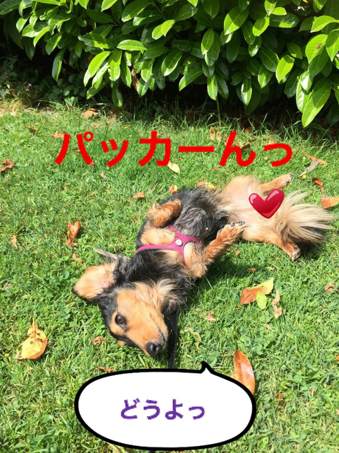 BlogPaint