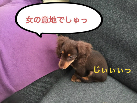 BlogPaint