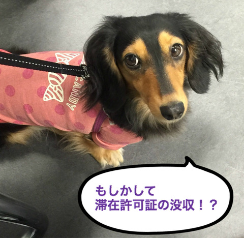 BlogPaint