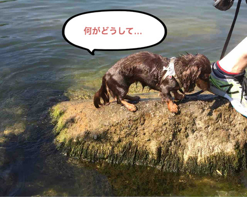 BlogPaint