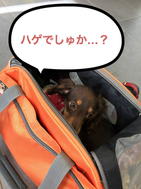 BlogPaint