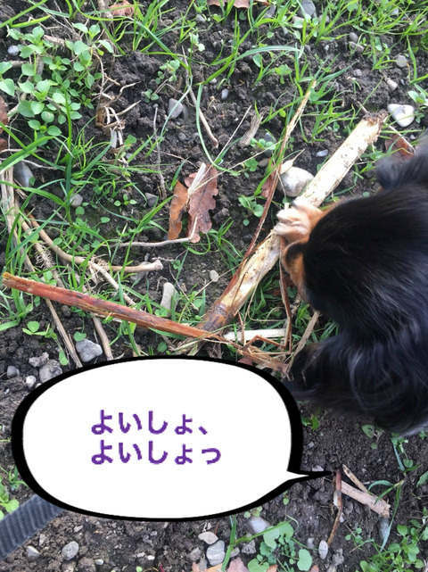 BlogPaint