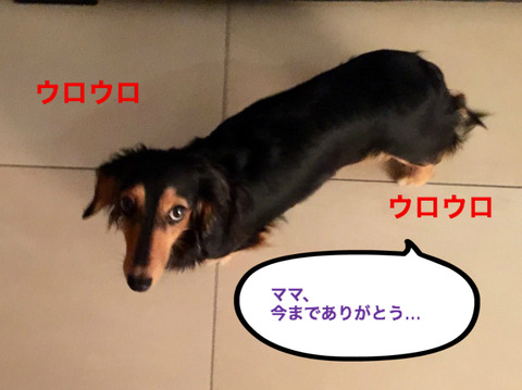 BlogPaint