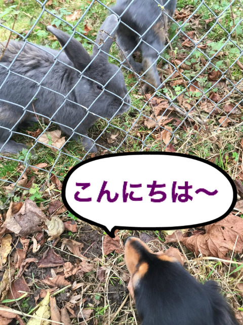 BlogPaint