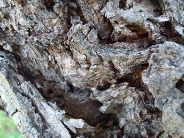DSC00262