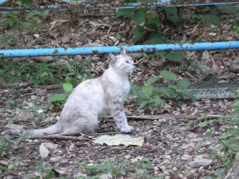 岩戸公園の猫