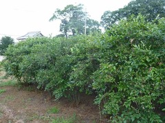 s-P1140536
