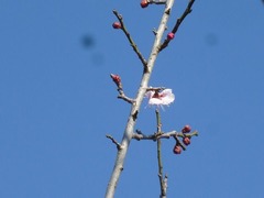 s-P1110549