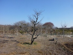s-P1110548