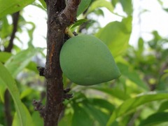 s-DSC04137