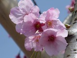 s-20100406¡¡¤¢¤×¤ê¤³¤Îºù 004