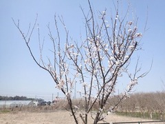 s-P3300010