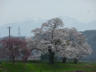 s-120430¡Á0505¡¡¤Ý¤Æ¡¼¤ì 031