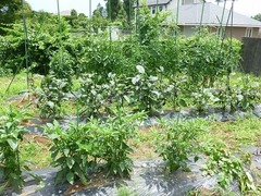 s-P1130390