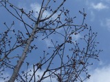 s-20100317¡¡¤¢¤×¤ê¤³ 014
