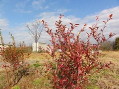 s-DSC09441