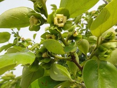 s-DSC04146