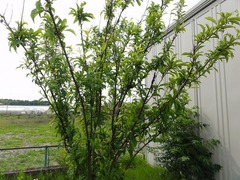 s-DSC04136
