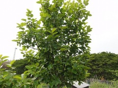 s-DSC04134
