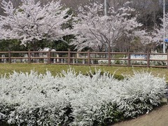 s-DSC03353