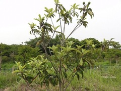 s-DSC04130