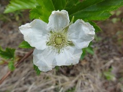 s-DSC03527