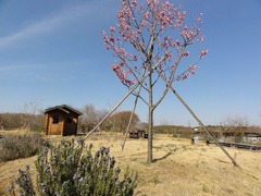 s-DSC03122