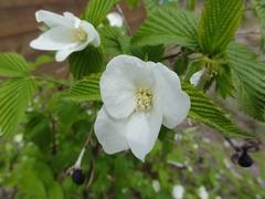 s-DSC03525