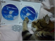 ¾®ÎÓÀµ´Ñ¤µ¤ó¹Ö±é²ñDVD