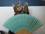 ありがとう百万扇