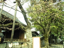 CIMG4783