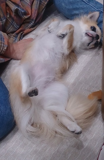inu