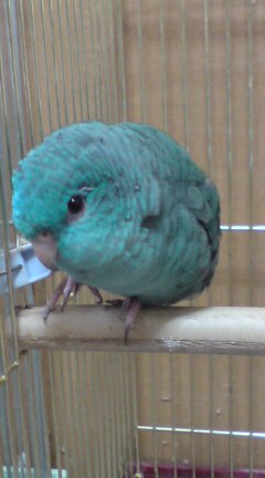 なみこ