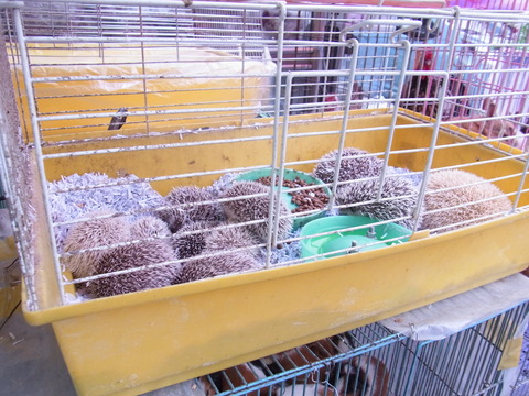 韓国で発見モルモット!ソウルの「ペットショップ通り」は小動物天国だった