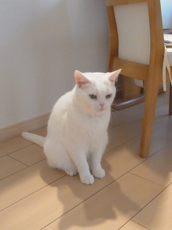 今日はニャンコの話