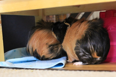 米Amazonで小動物用イグルー(ハウス)を買ってみた