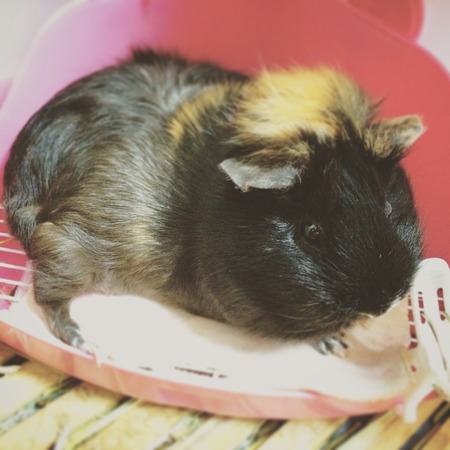 写真 2015-06-12 12 42 37